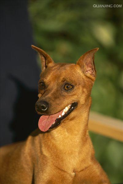  p>迷你杜宾犬起源于19世纪的 a href="#" data-lemmaid="147953">