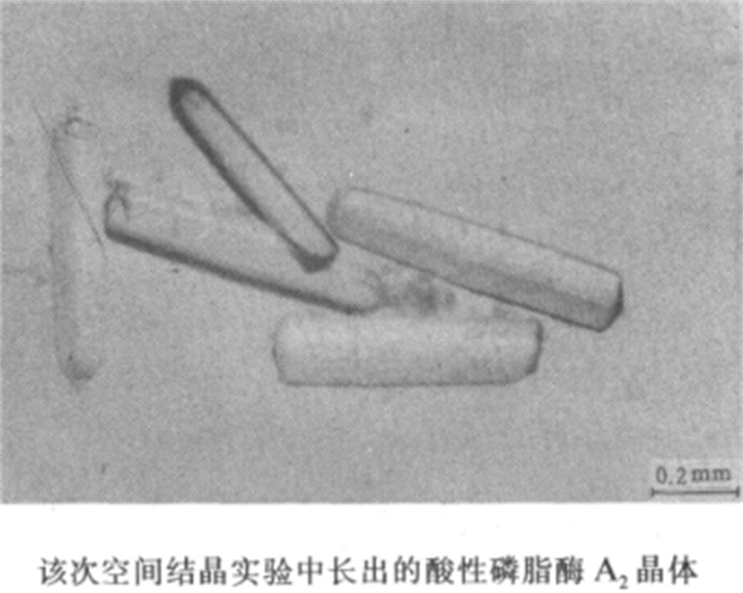 伴孢晶体 全网资源
