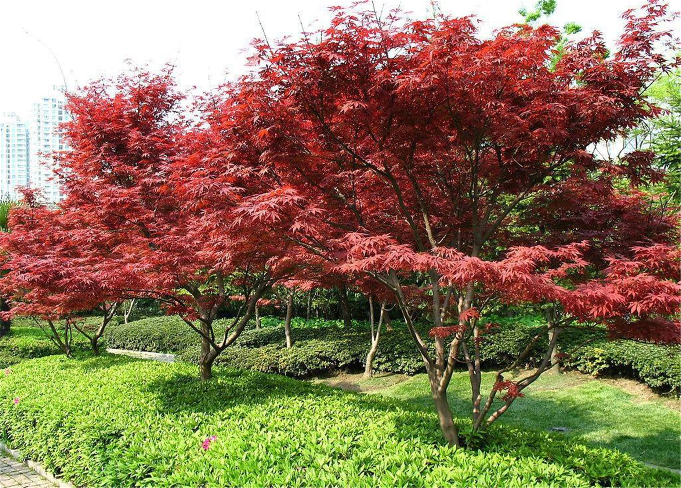  p data-id="gnwvzb4hj2">三季红红枫叶片,茎杆常年血红,不随季节变化