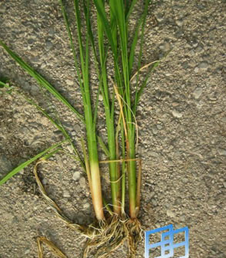  p>菰米,又称为雕苽,雕胡,菰粱,安胡,是 a target="_blank" href="