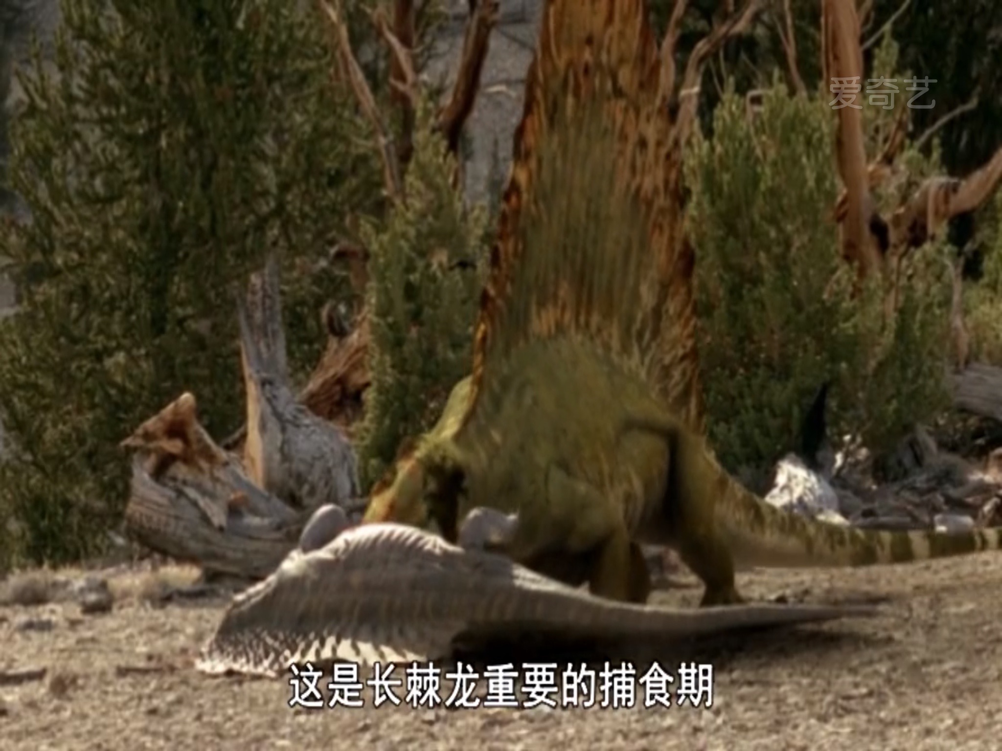  p>异齿龙又名异齿兽,长棘龙,它是类似哺乳动物的盘龙类肉食动物,生活