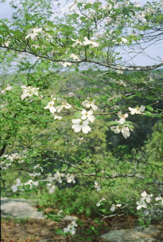 多花梾木_百度百科