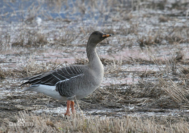  p>豆雁(学名: i>anser fabalis /i>)是大型雁类,体长69-80厘米,体重