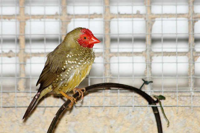  p>星雀学名为 i>neochmia ruficauda /i>,又名星文鸟,是梅花雀科的