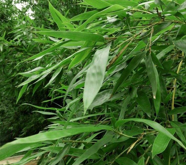  p>竹叶蕨是竹叶蕨科的一种植物. /p>