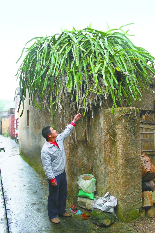  p data-id="gnx9s3ya1r">三角柱属生长在炎热