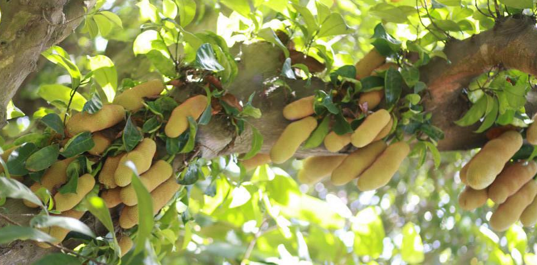  p>尖蜜拉(champedak),又名小木菠萝,是桑科木菠萝属植物,原产于