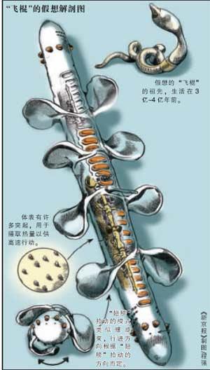  p data-id="go0dp45loz">飞棍,神秘现象中的一种奇异生物.