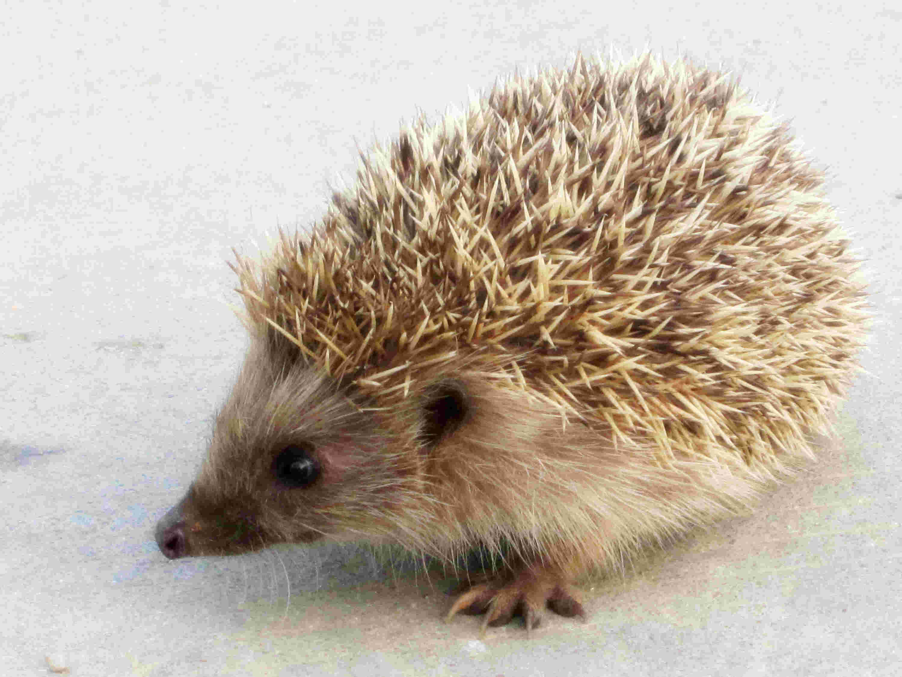  p>刺猬是属于猬亚科(erinaceinae)的一类猬形目哺乳动物的统称,共有5