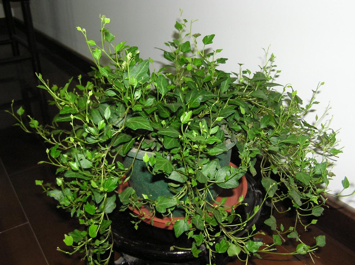  p>瑞典常春藤是一种唇形科, a href="#" data-lemmaid="2360259">香