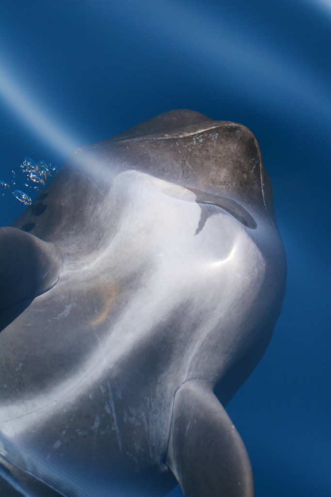 long-finned pilot whale