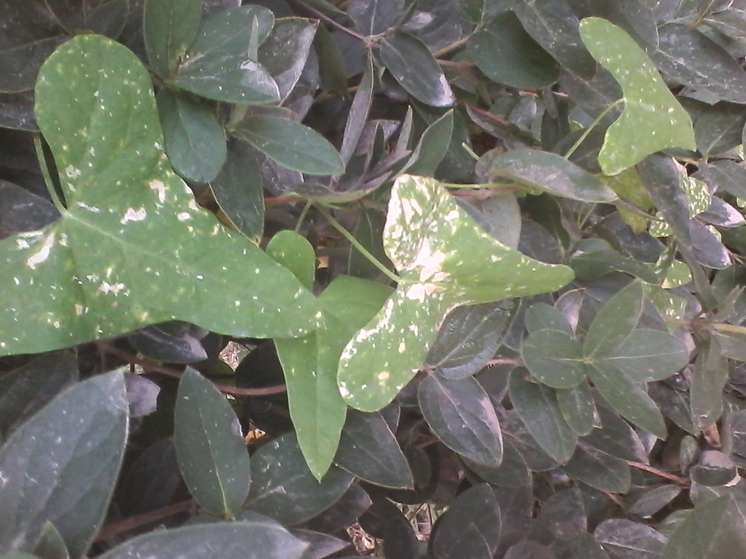  p> b>羊角子草 /b>(学名: i>cynanchum cathayense /i>)为萝藦科 a