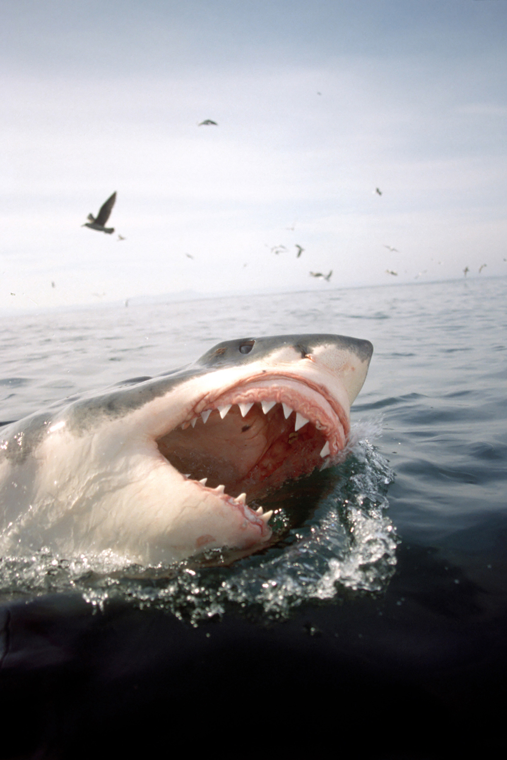 名: i>carcharodon carcharias /i>)是鲭鲨科,噬人鲨属的大型凶猛鲨鱼