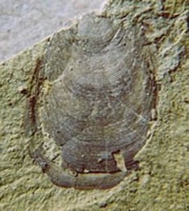  p>舌形贝(lingula),俗名 a href="#" data-lemmaid="4481576">海豆芽