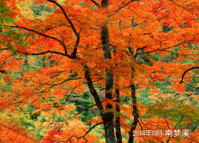 红叶 一类观赏植物 百度百科