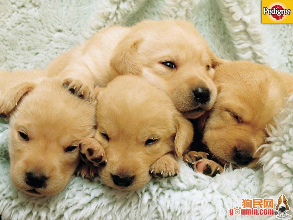  p>可卡颇犬( cockapoo),俗称库克颇犬或曲架颇犬(香港),是美国的库克