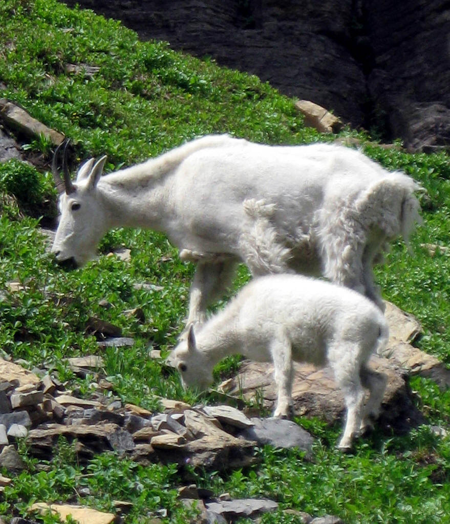 山羊