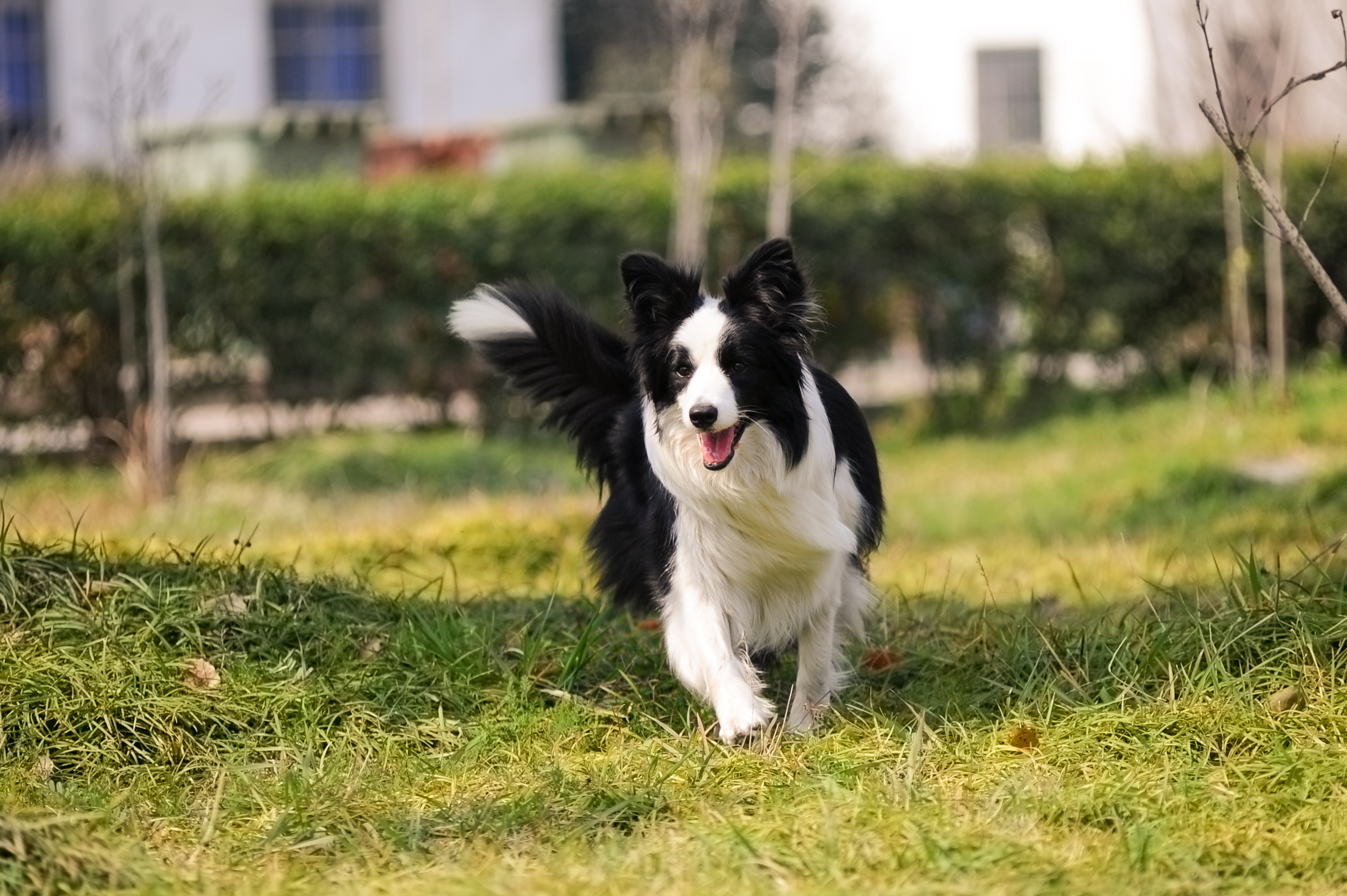  p>边境牧羊犬(英文名:border collie)是一种牧羊犬,为 a target="