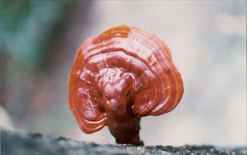  p>松杉灵芝,别名铁杉灵芝,是 a data-lemmaid="14114786">非褶菌目 