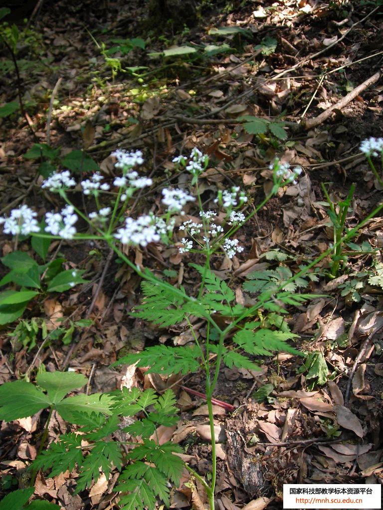 是菊科,婆罗门参属二年生 a target="_blank" href="/item/草本">