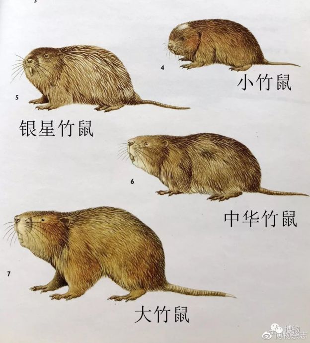 竹鼠，活下去！_百科TA说
