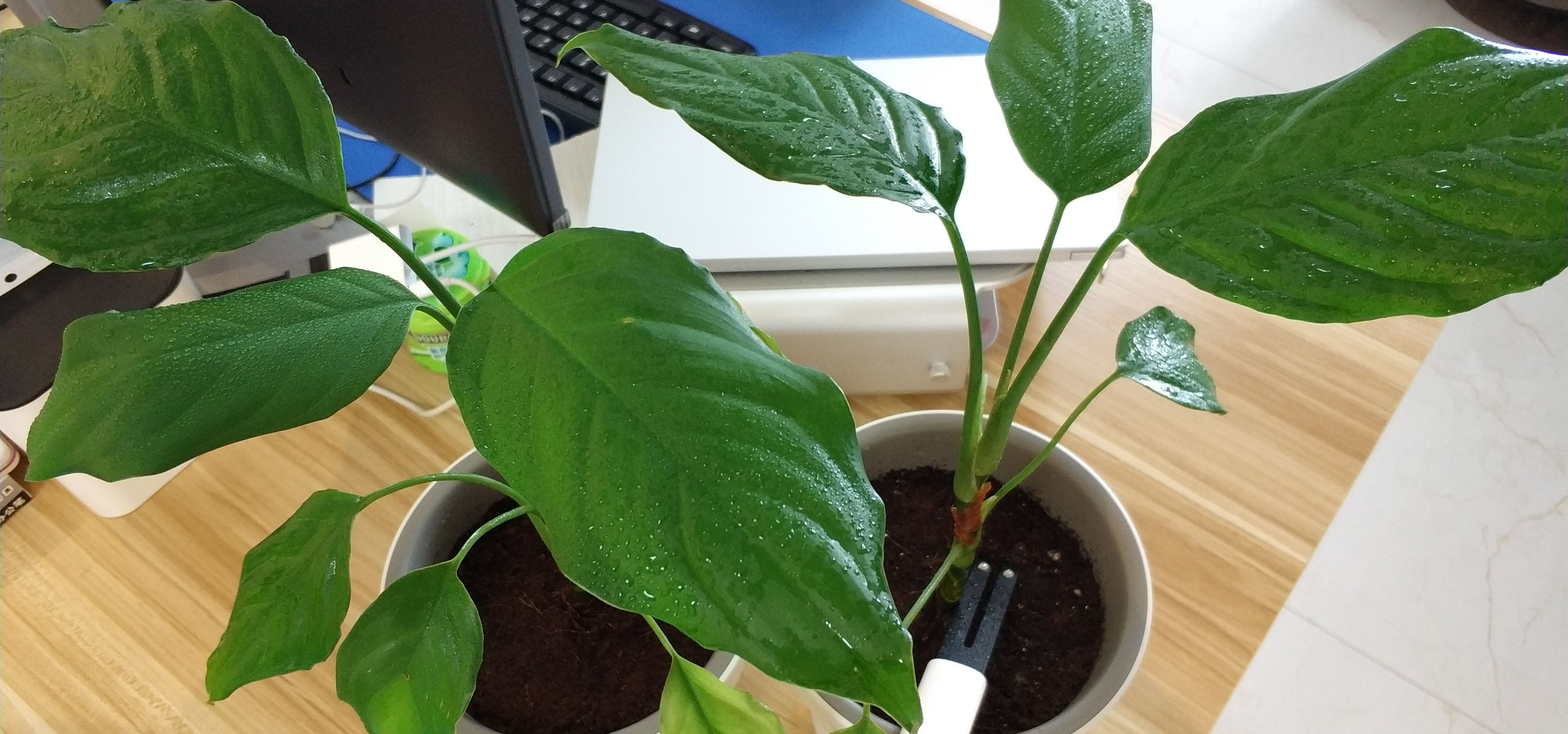 广东万年青开花图片(万年青开花是要死人的)