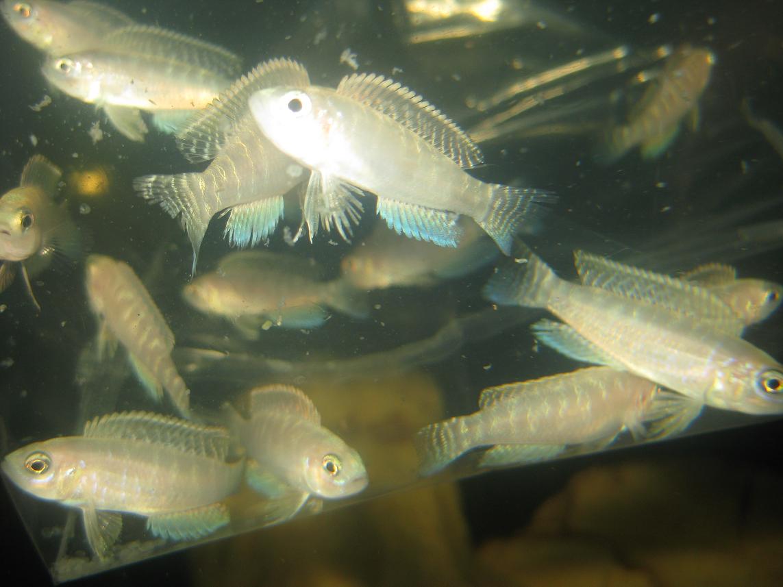  p>钻石贝是谨慎的贝鱼,他们有相当长的时间都待在壳附近,也很难在 a