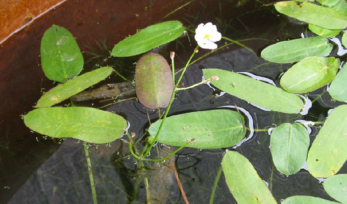  p>浮叶慈姑(学名:sagittaria natans)是一种泽泻科慈姑属类生物