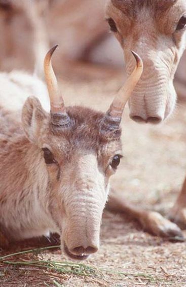  p>高鼻羚羊(学名: i>saiga tatarica /i>):别名赛加羚,属于牛科.