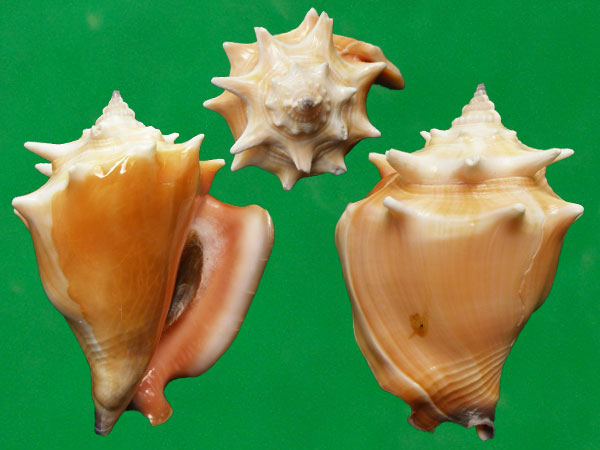  p>金拳凤凰螺(学名: i>strombus pugilis /i>)雌雄异体.