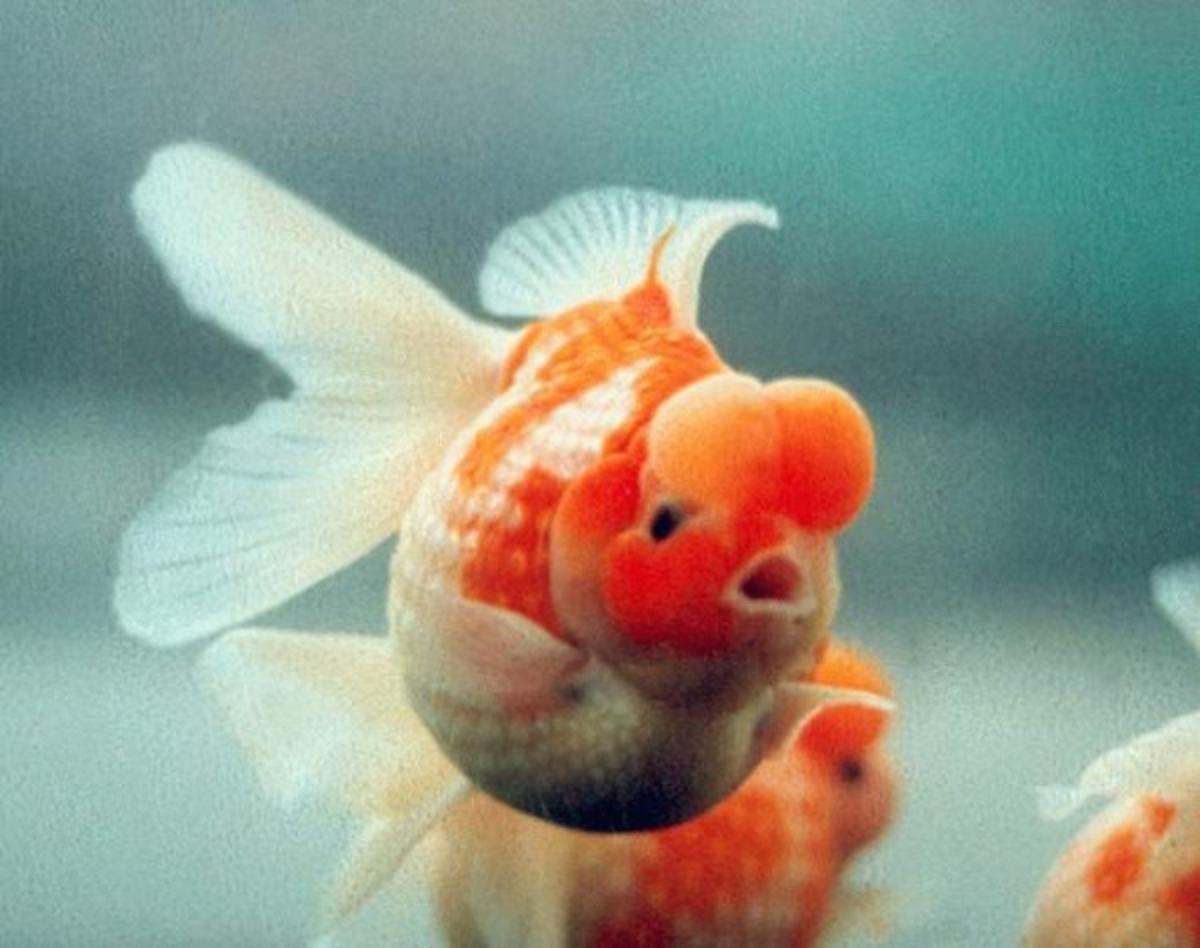 红皇冠珍珠金鱼