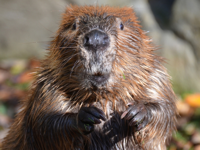  p>美洲河狸(学名: i>castor canadensis /i>):体肥大,体被覆致密绒毛