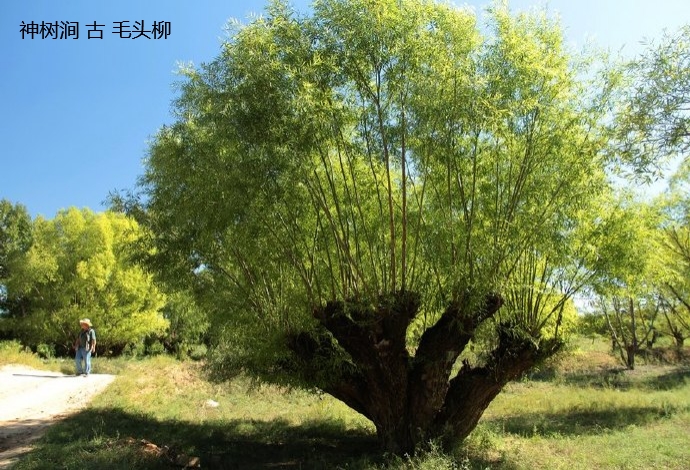 毛头柳