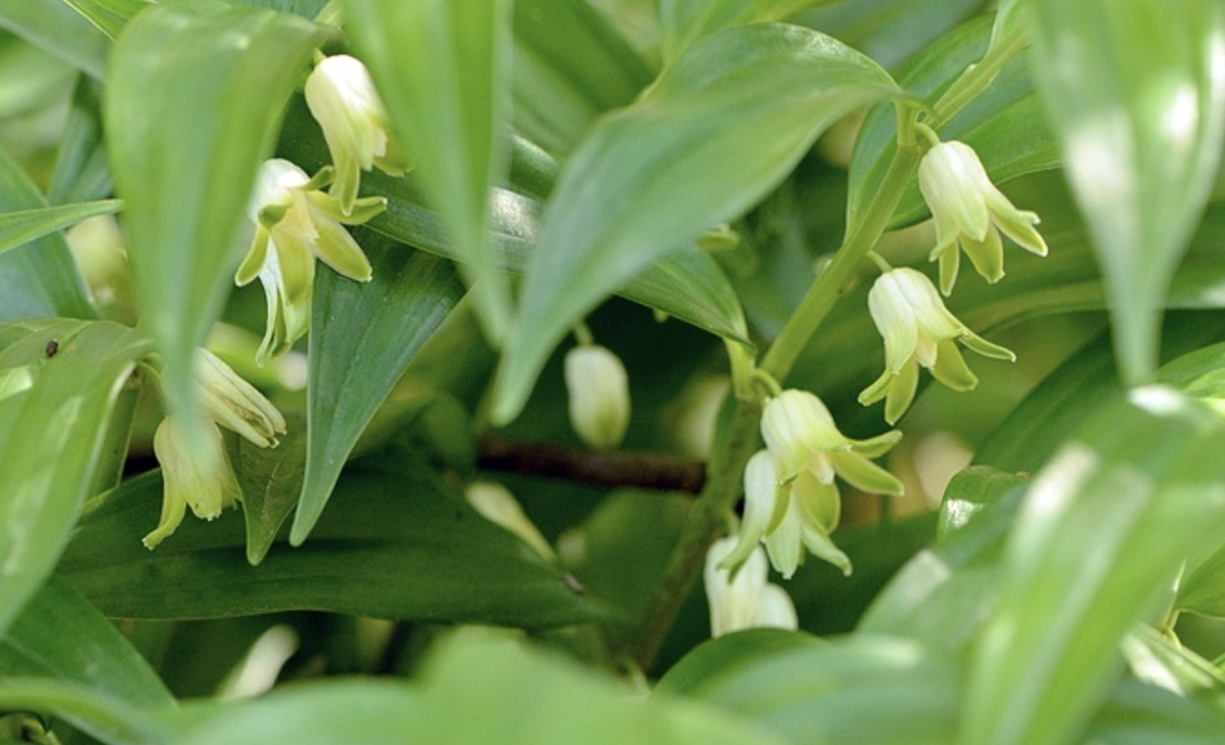  p>深裂竹根七,是百合目,百合科, a href="#" data-lemmaid="1610893"