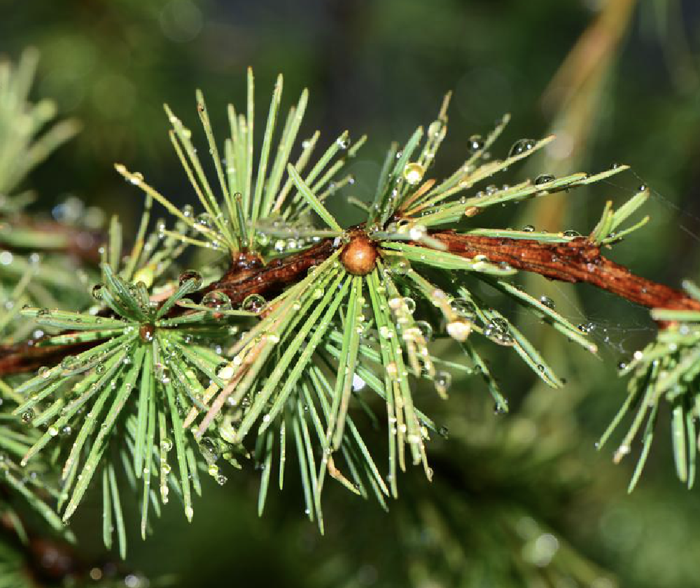 larix potaninii batalin