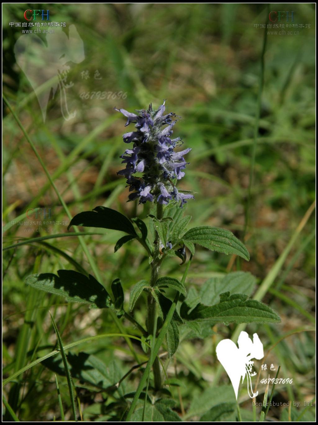 是唇形科,裂叶荆芥属植物.