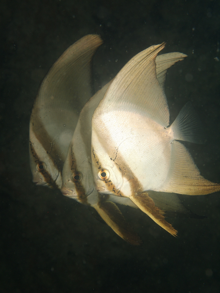  p>圆眼燕鱼(学名:platax orbicularis)又名 a href="#" data-lemmaid