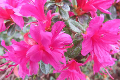 rhododendron obtusum (lindl.) planch.