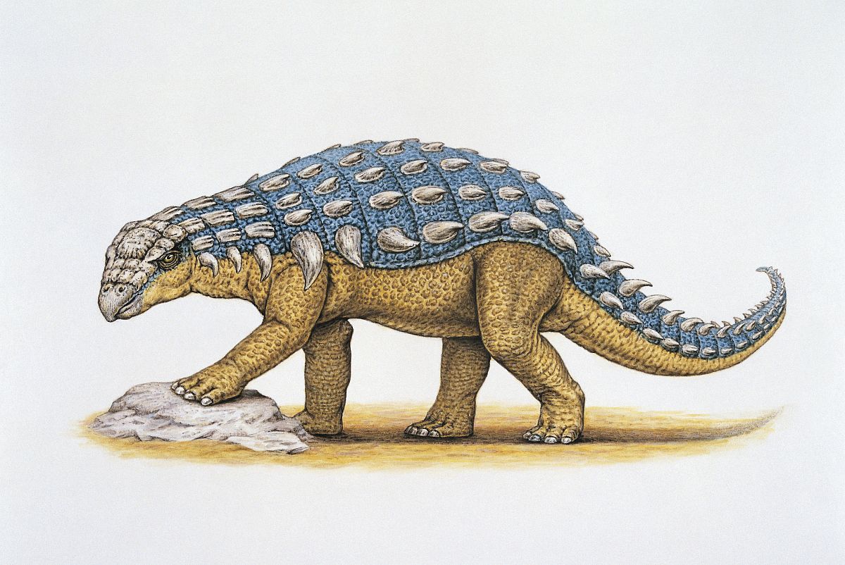  p>胄甲龙(panoplosaurus)是属于 a href="#"