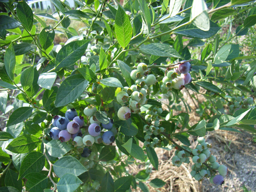  p data-id="gnwlsys8gd">兔眼蓝莓,树体高大,寿命长,树势较强.