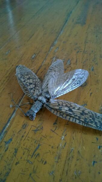  p>窄脊扁蝽(学名:neuroctenus angustus hsiao),扁蝽科,科名aradidae