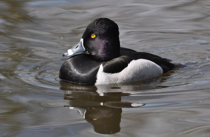  p>环颈潜鸭(学名: i>aythya collaris /i>):是雁形目鸭科潜鸭属的
