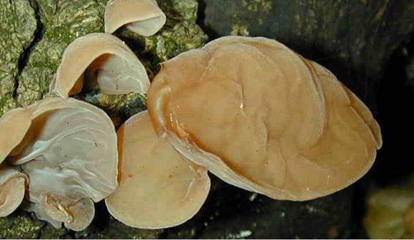  p>泡质盘菌, i>peziza vesicalosa /i> bull.:fr.