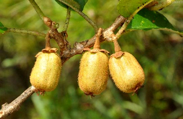  p>长叶猕猴桃(学名: i>actinidia hemsleyana /i> dunn.