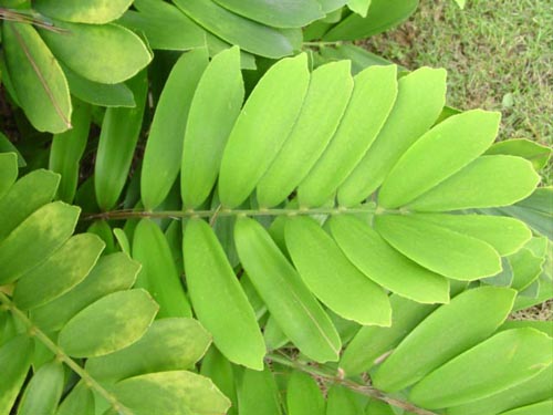  p>苏铁纲(拉丁文:cycadopsida)又称为铁树纲,是 a href="#" data