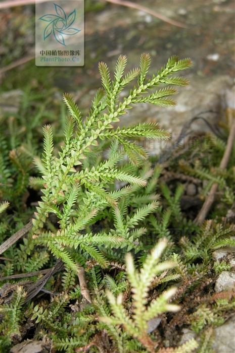 data-lemmaid="8628335">卷柏科 /a>植物,茎匍匐,长约30cm
