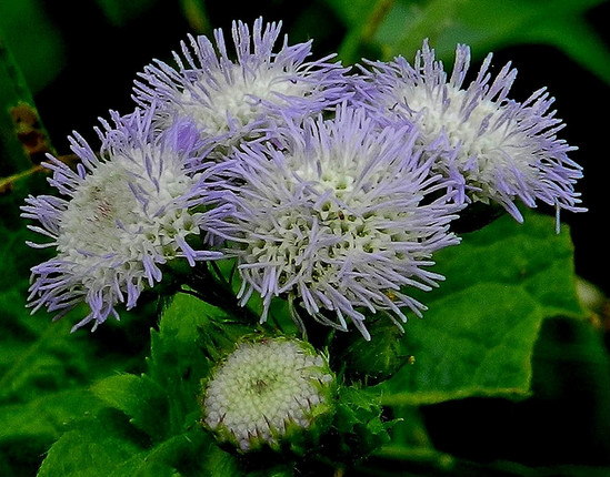  p>藿香蓟(学名: i>ageratum conyzoides /i>  l.
