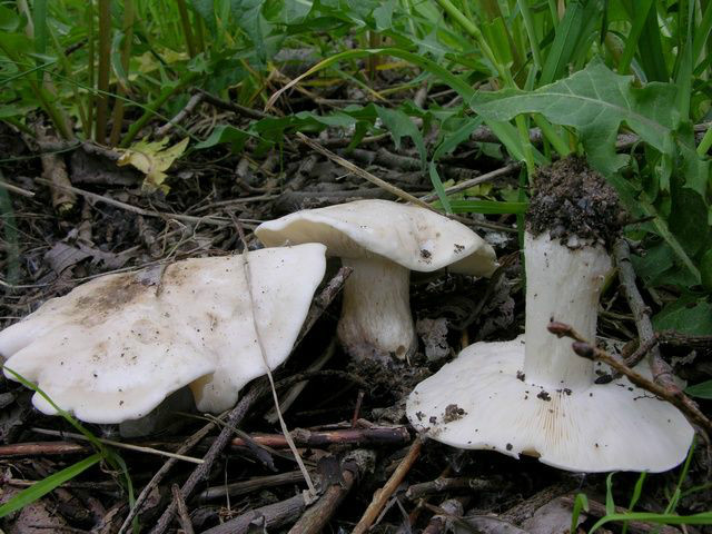  p>香杏丽蘑又称虎皮香杏,黄皮口蘑,香杏蘑.