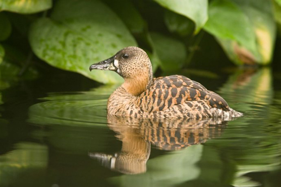  p>白背鸭(学名:thalassornis leuconotus)是鸭科白背鸭属的唯一物种.