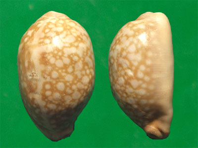  p>云斑宝螺(学名:lyncina nivosa nivosa)是腹足纲宝螺科的 a href="